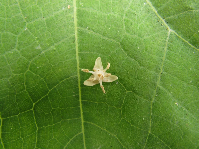 Euterpe edulis (14)