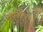 Euterpe edulis (5)