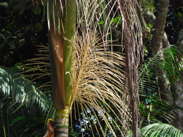 Euterpe edulis (3)