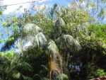 Euterpe edulis (4)