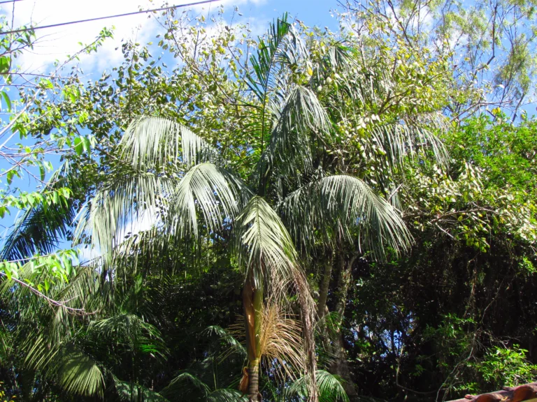 Euterpe edulis (4)