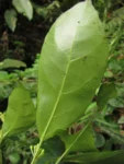Dendropanax australis (23)