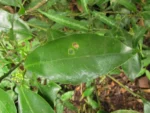 Dendropanax australis (21)