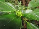 Dendropanax australis (15)