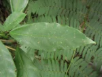 Dendropanax australis (10)