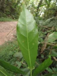 Dendropanax australis (11)