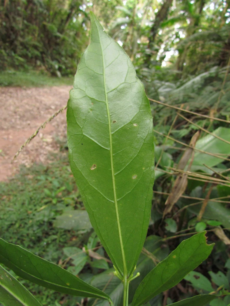Dendropanax australis (11)
