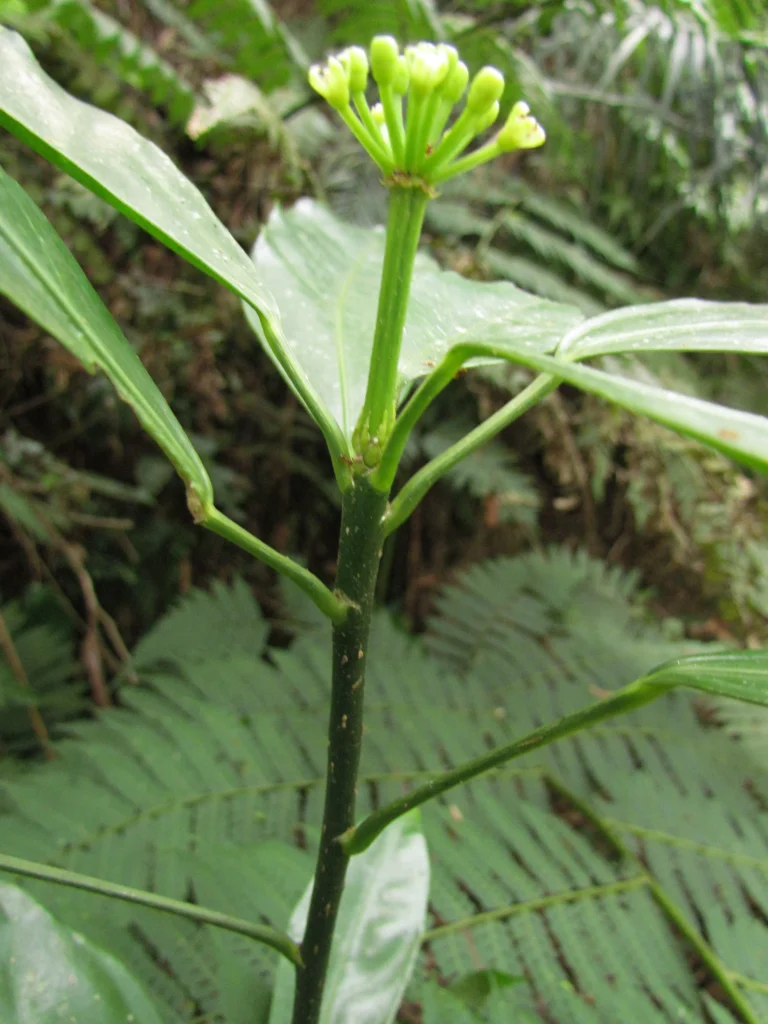 Dendropanax australis (8)