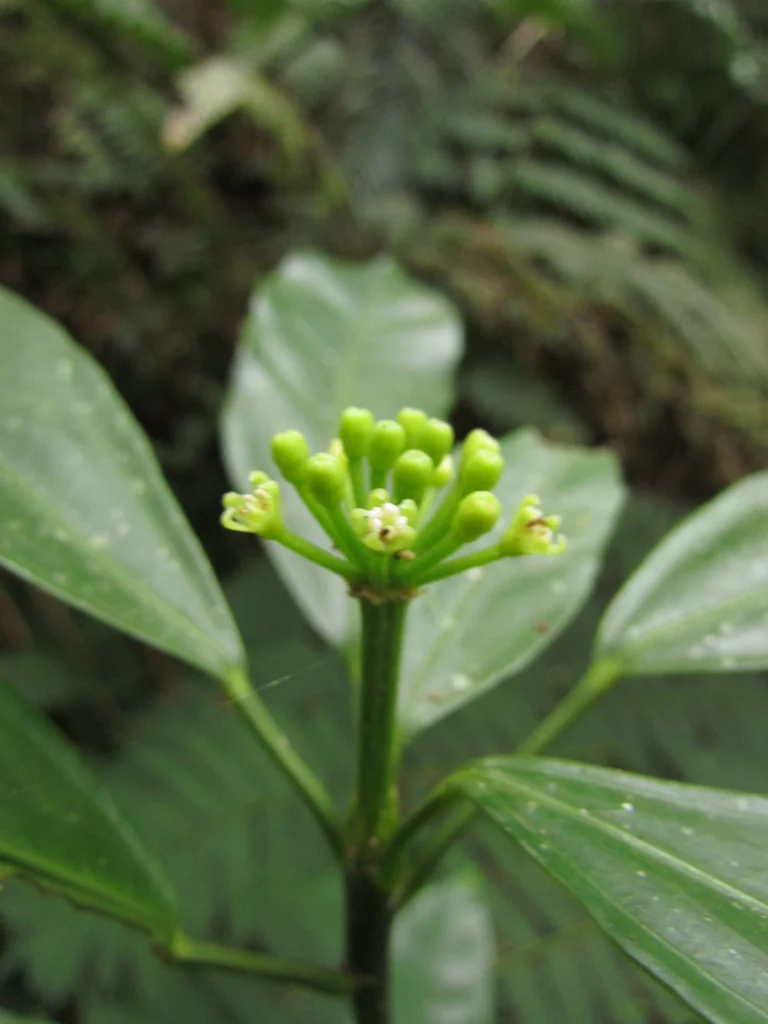 Dendropanax australis (4)