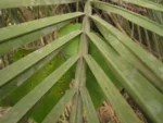 Butia eriospatha (12)