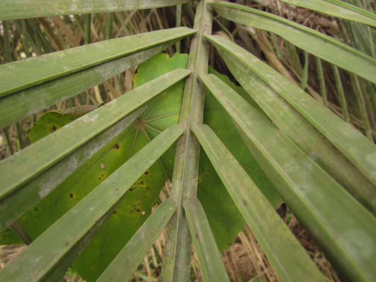 Butia eriospatha (12)