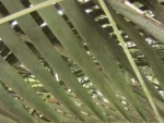 Butia eriospatha (10)