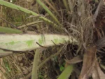 Butia eriospatha (9)