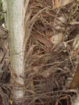 Butia eriospatha (8)