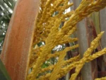 Butia eriospatha (5)