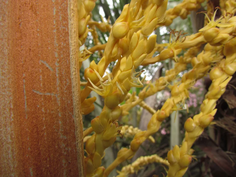 Butia eriospatha (3)