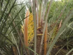 Butia eriospatha (1)