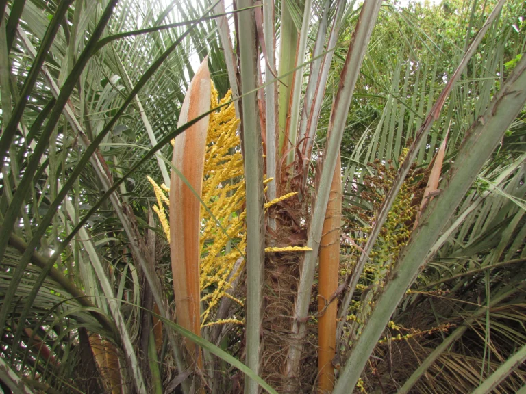 Butia eriospatha (1)