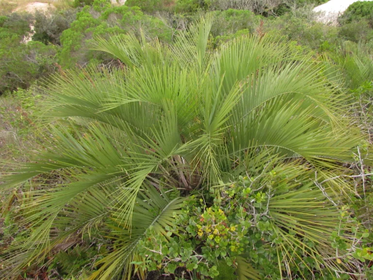 Butia catharinensis (22)