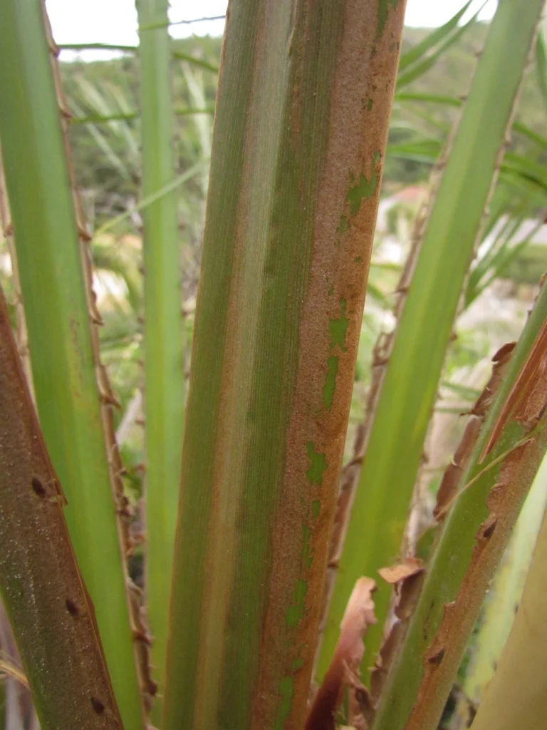 Butia catharinensis (20)