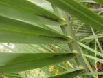 Butia catharinensis (15)