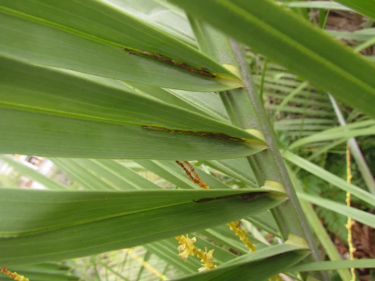 Butia catharinensis (15)