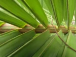 Butia catharinensis (16)