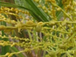 Butia catharinensis (11)