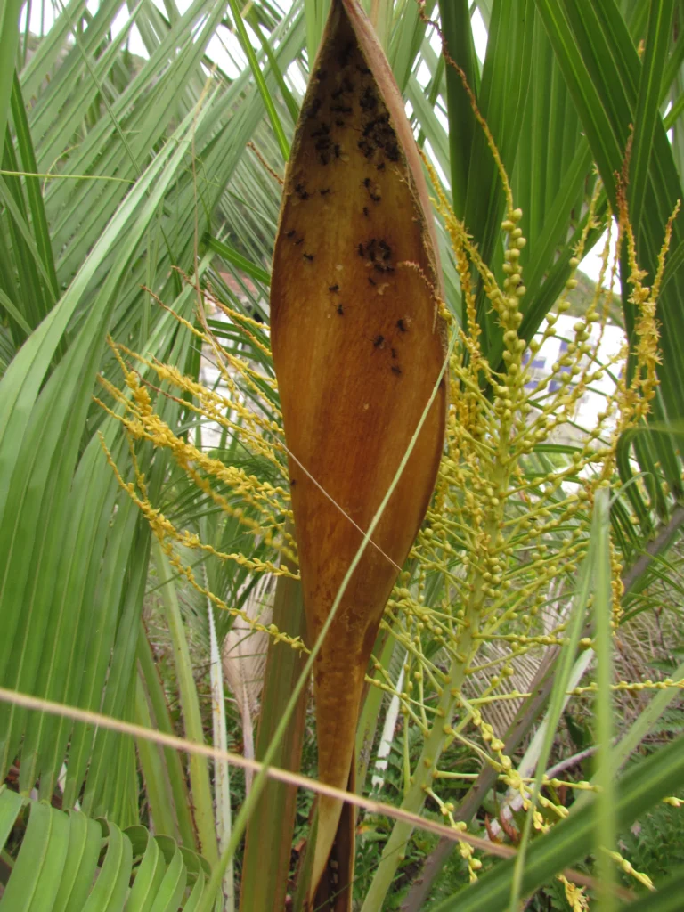 Butia catharinensis (8)
