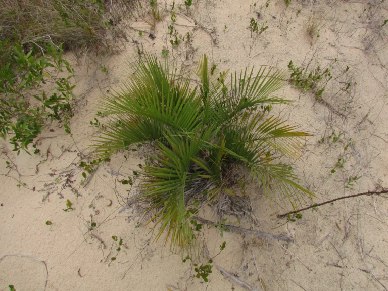 Butia catharinensis (4)