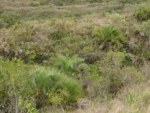Butia catharinensis (2)
