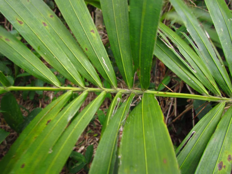 Bactris setosa (35)