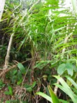 Bactris setosa (33)