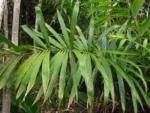 Bactris setosa (34)
