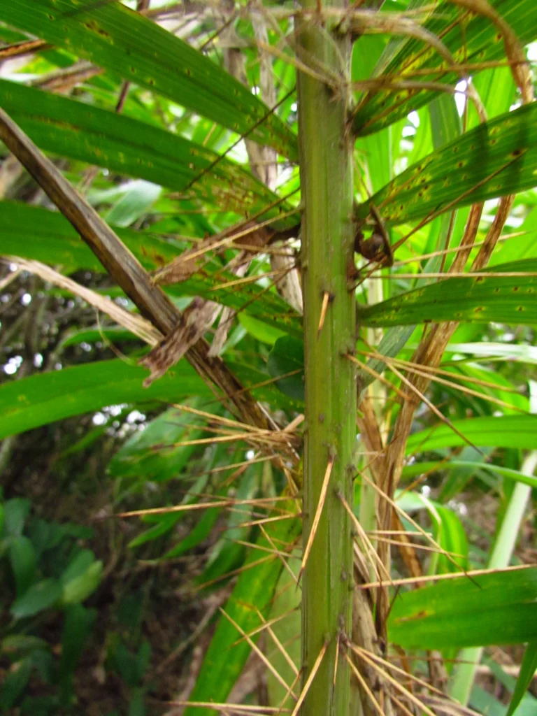 Bactris setosa (31)