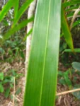 Bactris setosa (32)