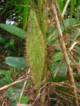 Bactris setosa (30)