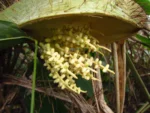 Bactris setosa (27)