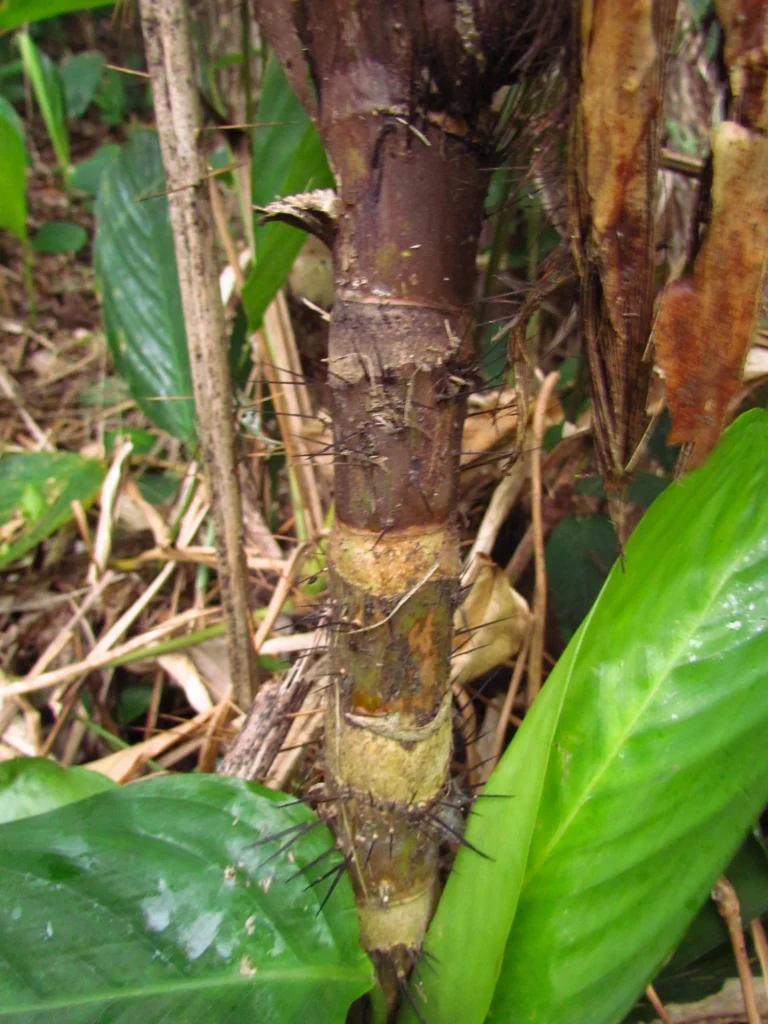 Bactris setosa (23)