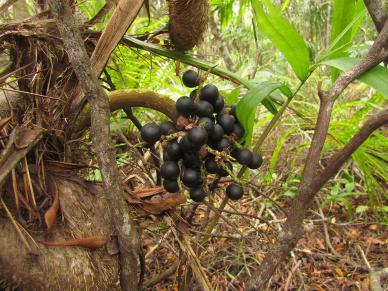 Bactris setosa (21)