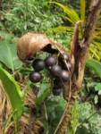 Bactris setosa (19)