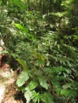 Bactris setosa (15)