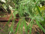 Bactris setosa (12)