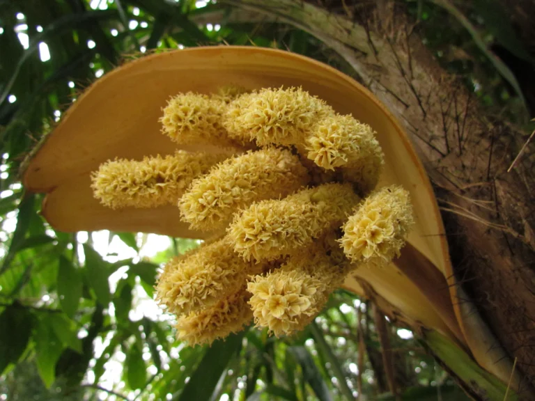 Bactris setosa (10)