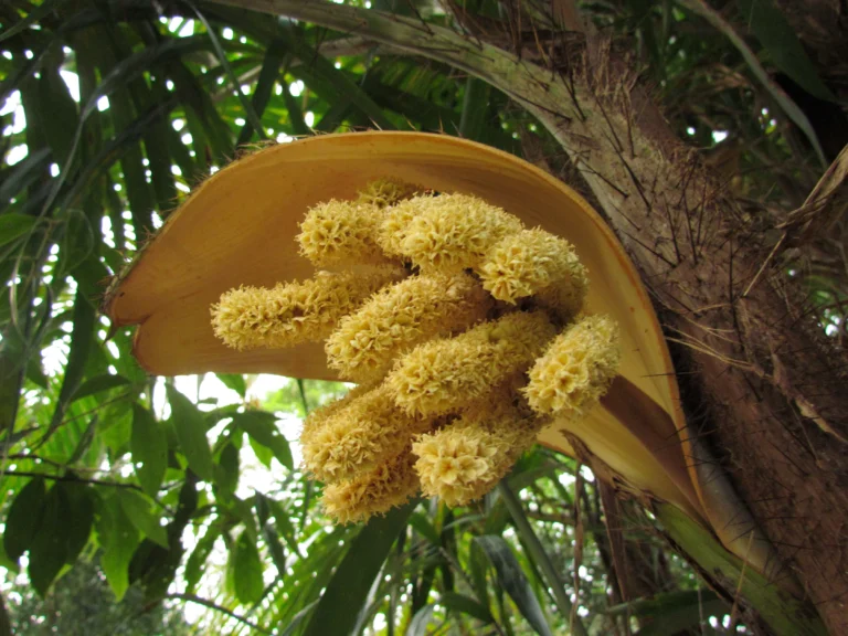 Bactris setosa (5)