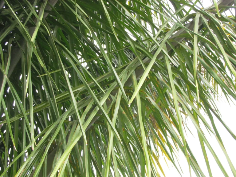 Attalea dubia (16)