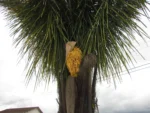 Attalea dubia (10)