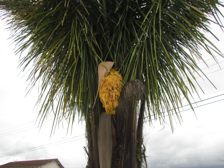 Attalea dubia (10)