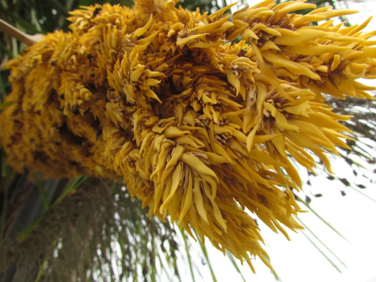 Attalea dubia (5)