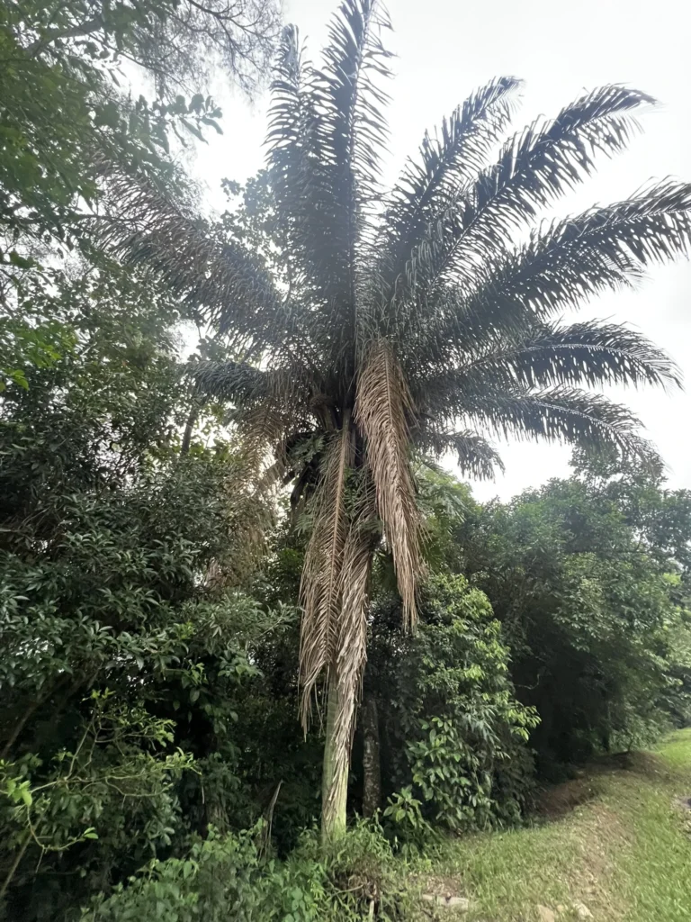 Attalea dubia (1)